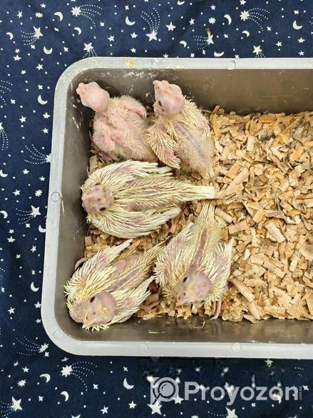 ককাটেল পাখির বেবি