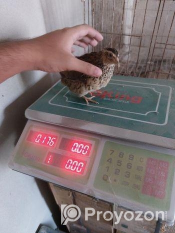 ৭০ দিন বয়সী জাপানি কোয়েল