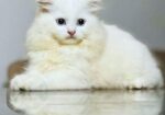 bule eyes male