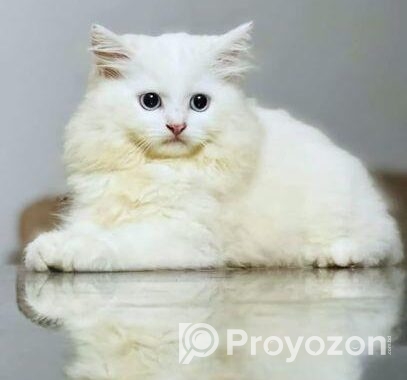 bule eyes male