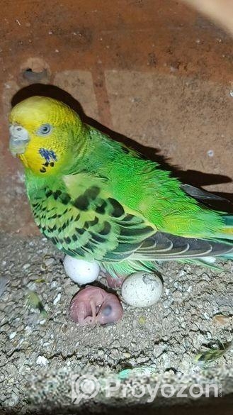 বাজরিগার বাচ্চা সহ জুড়া