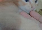 Male Cat Adoption