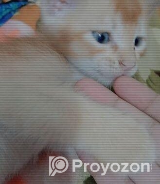 Male Cat Adoption