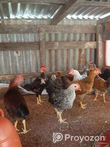 দেশি মুরগি