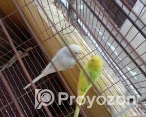 fitted-3_2025-10-28_19-08-30