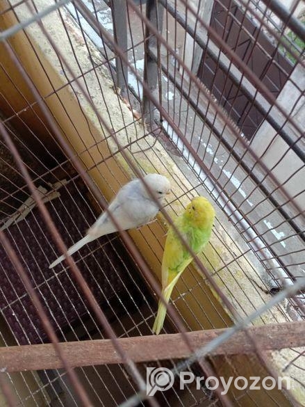 বাজরিগা পাখি……..