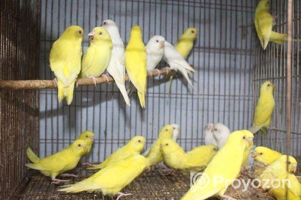 লোটিনো/এলভিনো বাজরিগার (লাল চোখ)