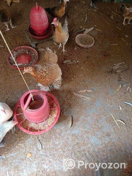 আমেরিকান বাফ ব্রাহামা মুরগি।