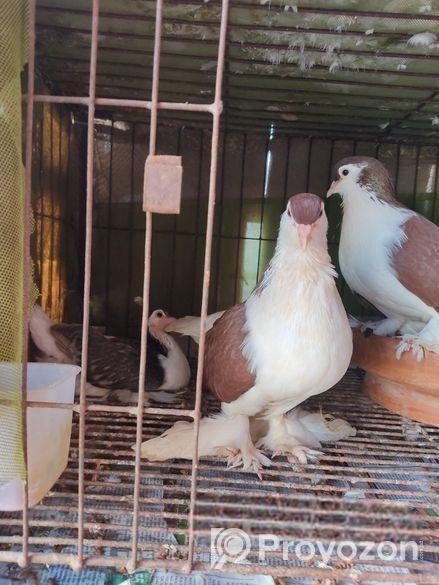 লাল লাহুরী সেল করা হবে