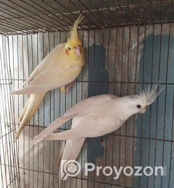 Cockatiel Breeding Pair