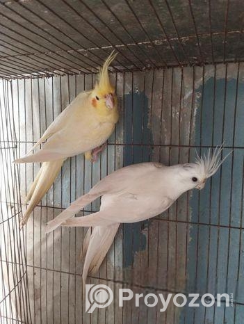 Cockatiel Breeding Pair