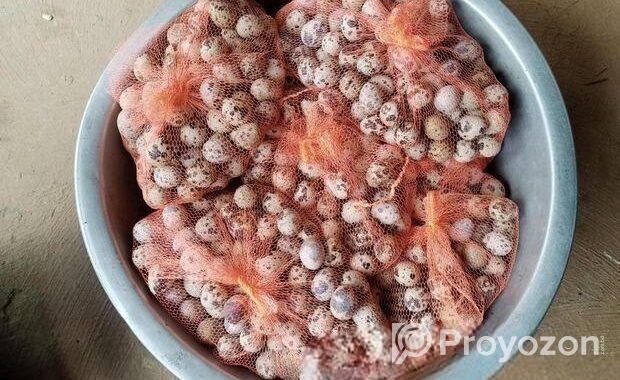 কোয়েল পাখির টাটকা ডিম