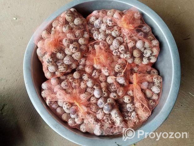 কোয়েল পাখির টাটকা ডিম