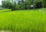 বিস্কুট কোম্পানির পিছনে সুন্দর জায়গা
