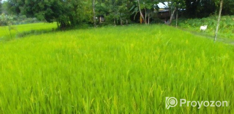 বিস্কুট কোম্পানির পিছনে সুন্দর জায়গা