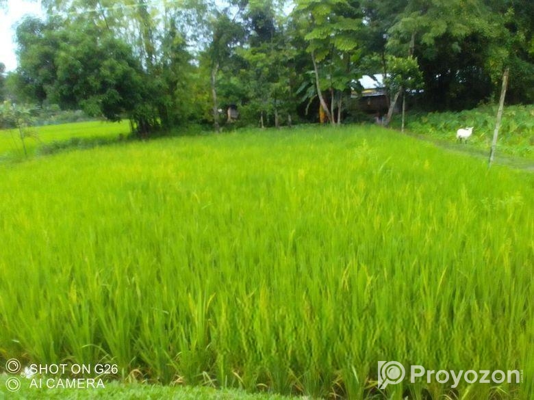 বিস্কুট কোম্পানির পিছনে সুন্দর জায়গা