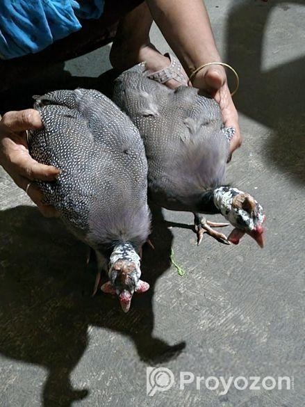 তিত মুরগী