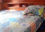 Bed Sell