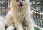 Traditional Persian kitten