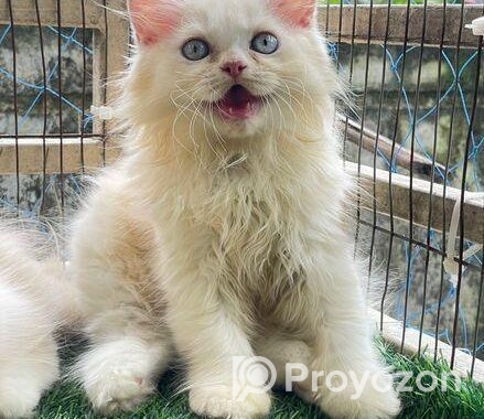 Traditional Persian kitten