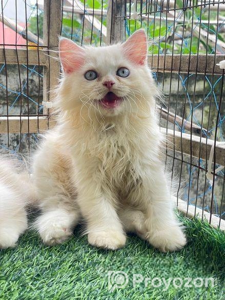 Traditional Persian kitten