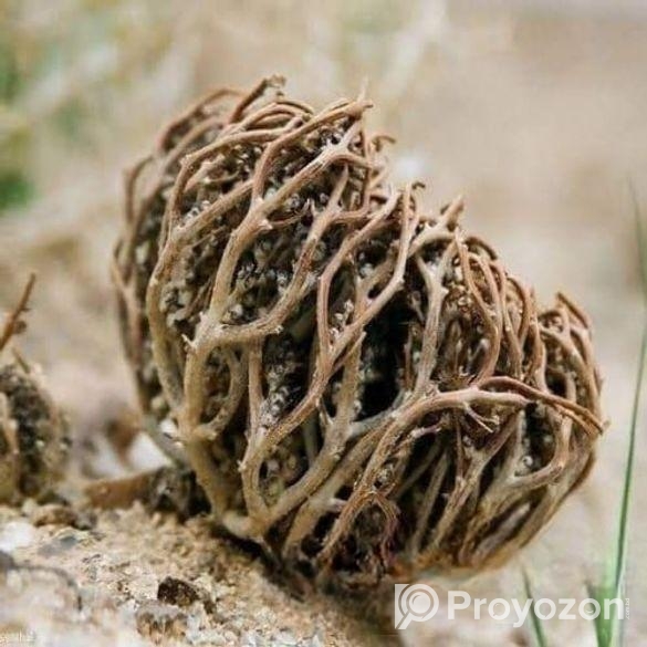 মরিয়ম ফুল