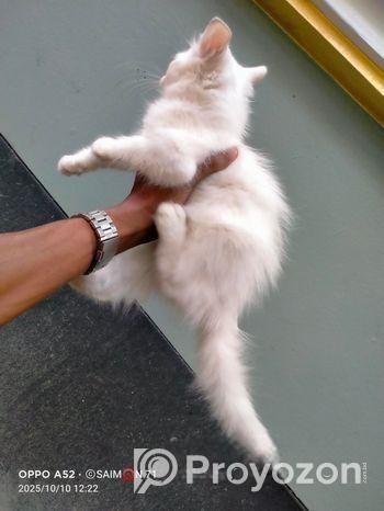 পার্শিয়ান ছেলে বিড়াল