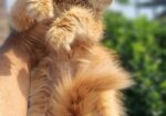 Persian Female Kitten