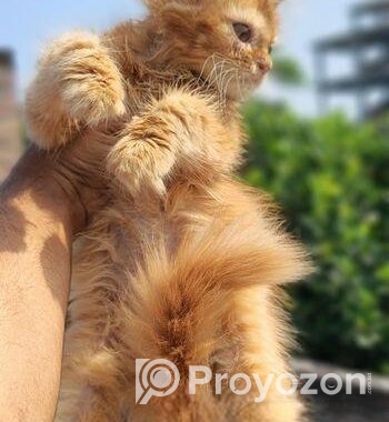 Persian Female Kitten