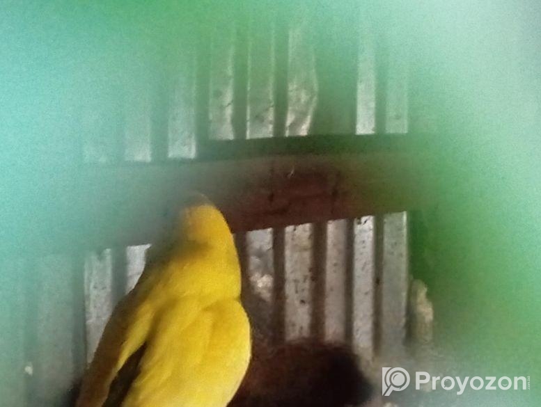 বাজরিগর ( ফুল এডাল্ট)