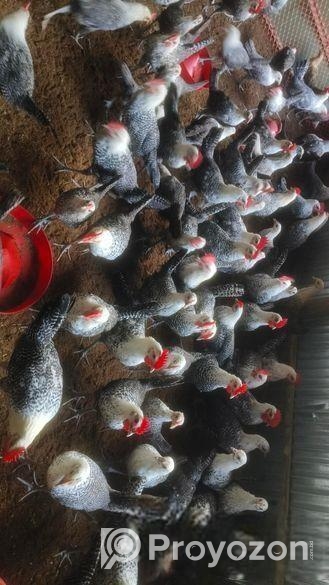 অর্জিনাল মিশরীয় ফাউমি মুরগির এ গ্রেডের বাচ্চা