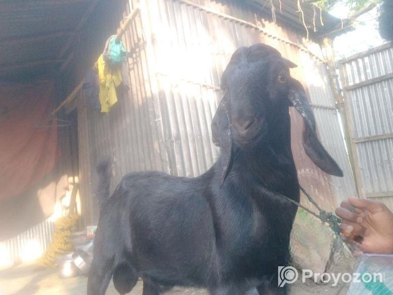 কোচি দেশি পাঠা