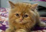 Persian kitten