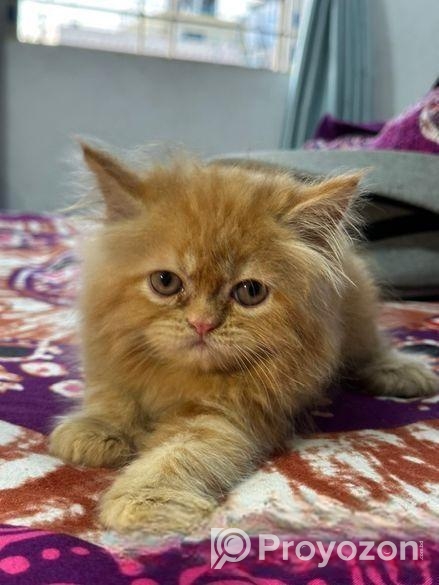 Persian kitten