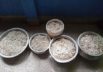 Eggshell Powder ডিমের খোসা গুড়া 1kg – প্রাকৃতিক ক্যালসিয়াম সার