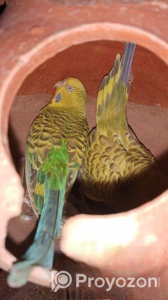 বাজরিগর পাখি