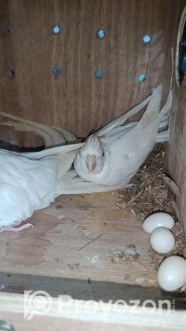 এলভিনো ককাটেইল