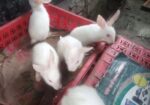 ৫ টা খরগোশের বাচ্চা বিক্রি হবে