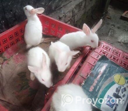 ৫ টা খরগোশের বাচ্চা বিক্রি হবে