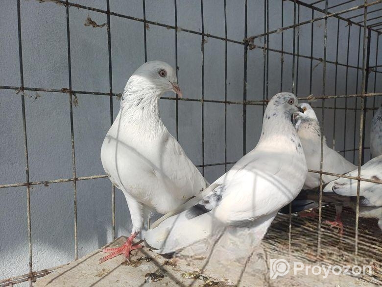 খুলনার কবুতর