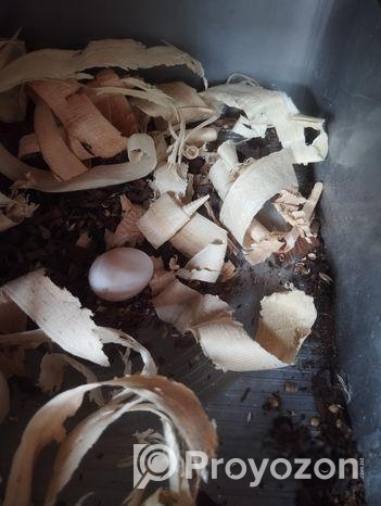 Cockatiel Breeding Pair