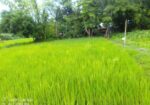 বিস্কুট কোম্পানির পিছনে সুন্দর জায়গা