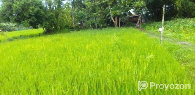 বিস্কুট কোম্পানির পিছনে সুন্দর জায়গা