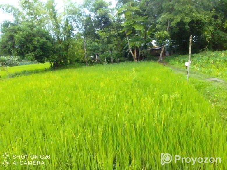 বিস্কুট কোম্পানির পিছনে সুন্দর জায়গা