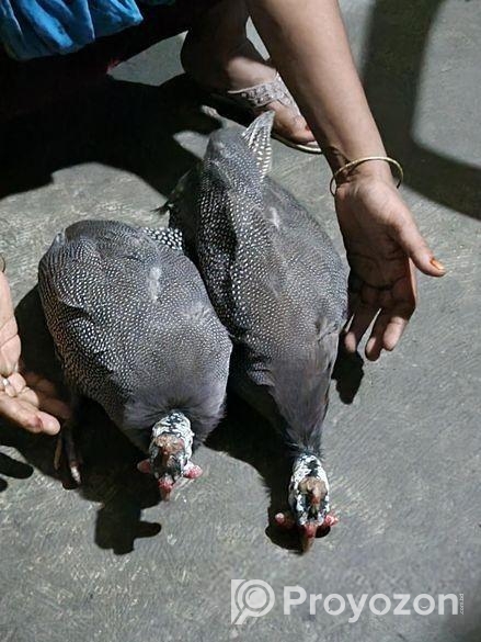 তিত মুরগী