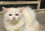 Traditional Persian kitten