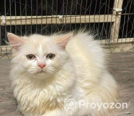 Traditional Persian kitten