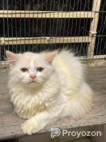 Traditional Persian kitten