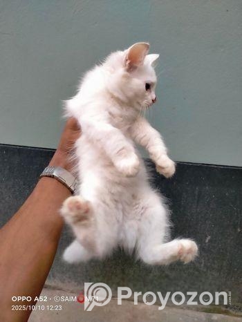 পার্শিয়ান ছেলে বিড়াল