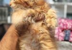 Persian Female Kitten